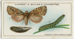 Cabbage moth, larva and pupa.