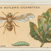 Celery fly and larva.