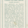 Celery fly and larva.