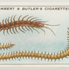 Centipedes.