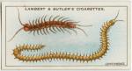 Centipedes.