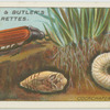 Cockchafer, larva and pupa.