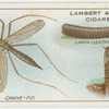 Crane-fly, larva and pupa.