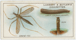 Crane-fly, larva and pupa.