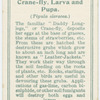 Crane-fly, larva and pupa.