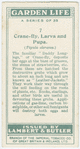 Crane-fly, larva and pupa.