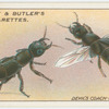 Devil's coach-horse beetle.