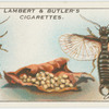 Earwigs and egss.