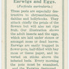 Earwigs and egss.
