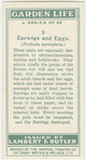 Earwigs and egss.