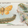 Lackey moth, larva and next.