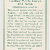 Lackey moth, larva and next.
