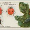 Ladybirds, pupae and larva.