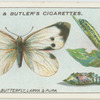 Large white butterfly, larva and pupa.