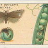 Pea moth and larvae.