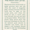 Pea moth and larvae.