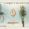 Pear midge and larvae.