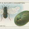 Plum fruit saw-fly.