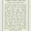 Plum fruit saw-fly.