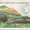 Slugs.