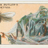 Small ermino moth and nest.