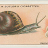 Garden snail and eggs.