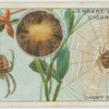 Garden spider and cocoon.