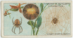Garden spider and cocoon.