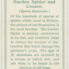 Garden spider and cocoon.