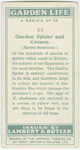 Garden spider and cocoon.