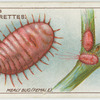 Mealy bug (female).