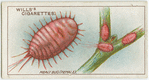 Mealy bug (female).