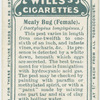 Mealy bug (female).