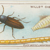 Click-bettel, larva (wire-worm) and pupa.