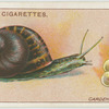 Garden snail and eggs.