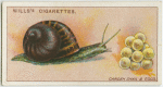 Garden snail and eggs.