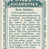 Red spider.