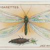 Lace-wing fly and larva.