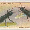 Devil's coach-horse beetle.