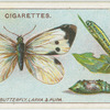 Large white butterfly, larva and pupa.