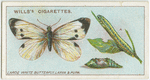 Large white butterfly, larva and pupa.