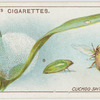 Cuckoo spit insect and larva.