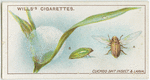 Cuckoo spit insect and larva.