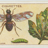 Celery Fly and larva.