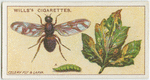 Celery Fly and larva.