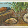 Cockchafer, larva and pupa.