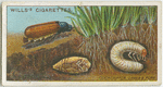 Cockchafer, larva and pupa.