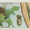 Leaf-cutting bee and larva.