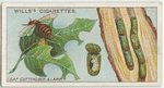 Leaf-cutting bee and larva.