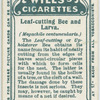 Leaf-cutting bee and larva.